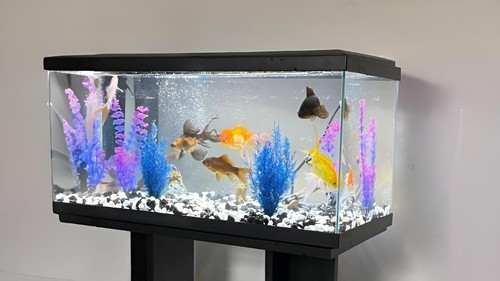 Complete setup aquarium - complete,