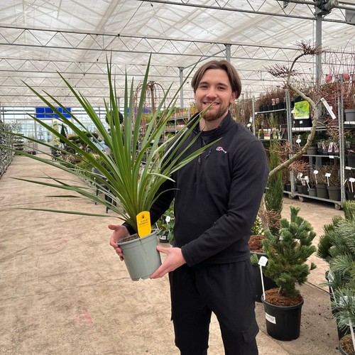 Cordyline australis large - 1, |