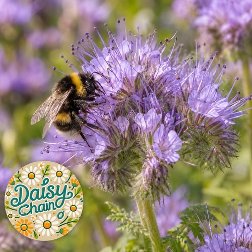 Phacelia green manure - phacelia,