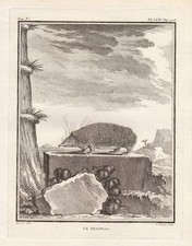 Tenrec Hedgehog Tenreks Tanreks Engraving Copperplate Engraving Buffon 1780