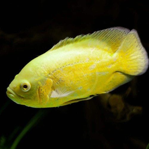 Lemon oscar live - oscar, fish
