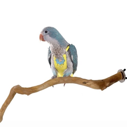 Wooden parrot stand tree - stand,