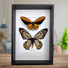 Framed wallace's golden