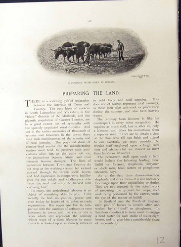 Old ploughing oxen sussex - ploughing,