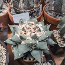 Ariocarpus retusus cactus - 20,