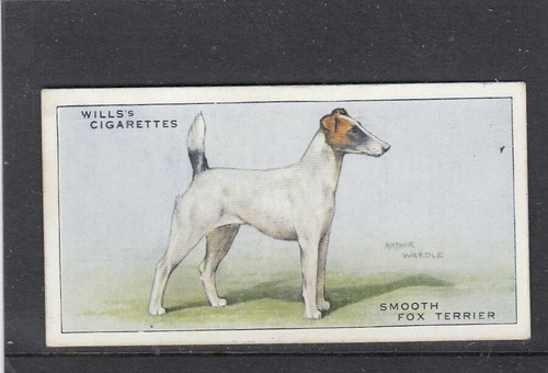 1937 wills dogs smooth - wills, fox