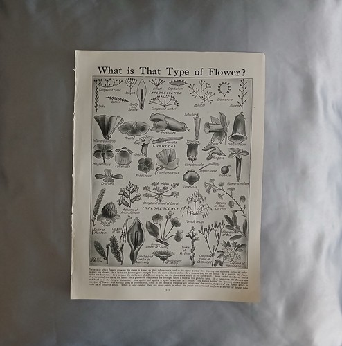 Vintage botanical book plate - vintage,