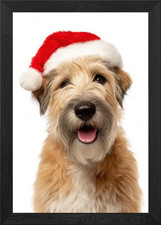 Soft Coated Wheaten Terrier