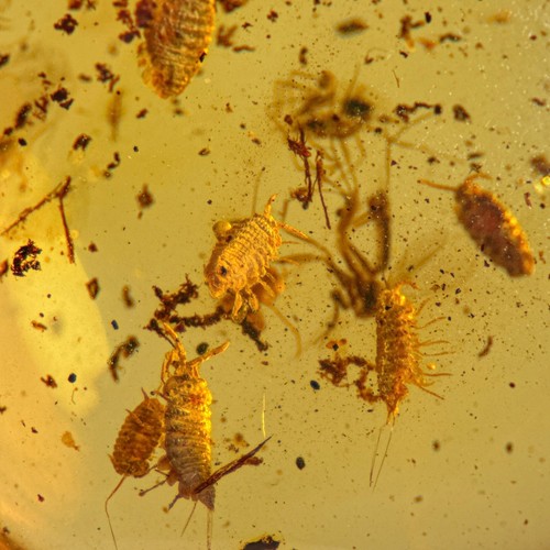 Isopods burmese burmite - 8,