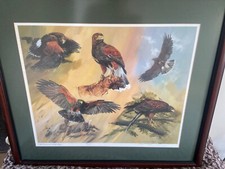 Harris Hawk limited edition framed print. signed Vic Granger
