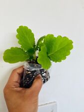 Cuban Oregano Plant, Indian Borage, Plectranthus amboinicus, Ajwain plant UK