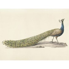 Pieter Pietersz Barbiers Blue