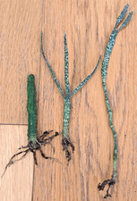 Echidnopsis cereiformis + euphorbia platyclada - rare succulent plants