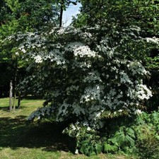 T&M Cornus Kousa Hardy