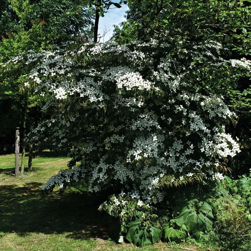 Cornus kousa hardy - t&m,