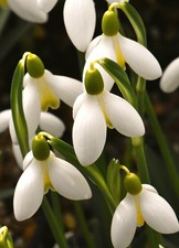 Galanthus 'Mother Goose'