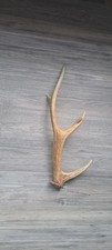 Natural Shed Sika Deer 4-Point