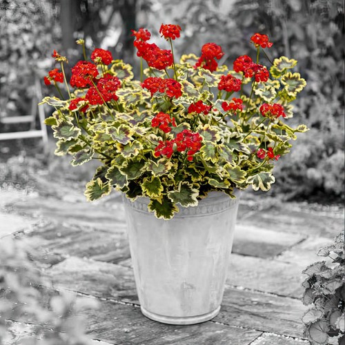 Pelargonium mrs pollock - pelargonium,