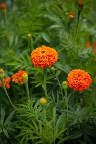 Tagetes erecta kees orange - erecta,, orange'