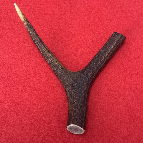 One piece deer antler - of, antler,
