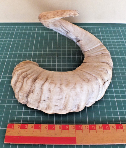 Welsh sheep horn ram - welsh,