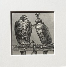 PEREGRINES FALCON Bird Print c.1893 Mounted Antique B&W Wood Engraving (183)