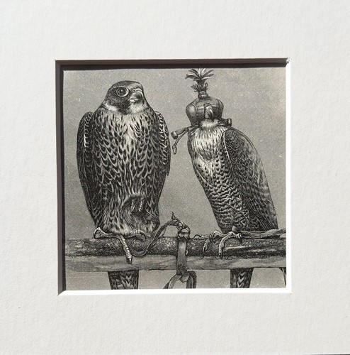 Peregrines falcon bird - peregrines,