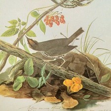 John James Audubon OVEN BIRD