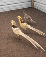 *12* Yellow Golden Pheasant