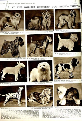 Old vintage print - print, crufts