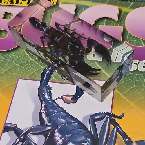 Resin bug from bugs and - resin,