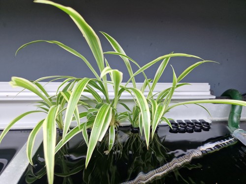 Rooted spider plant - rooted,