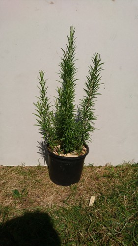 Rosemary plant 50cm tall
