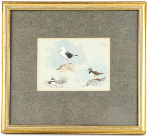 Archibald thorburn gt - archibald,