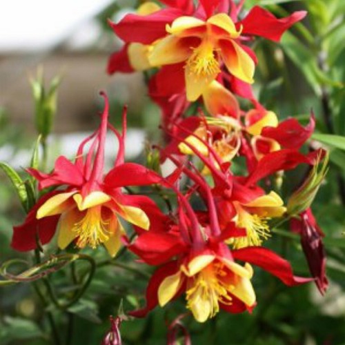 Aquilegia mckana giants red - mckana, giants-red