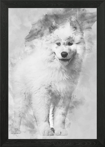 Samoyed puppy standing aga