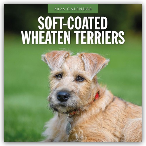 Soft coated wheaten terriers - soft-coated,