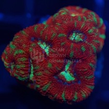 🦓🌈Striped Rainbow Acan