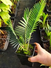Dioon califanoi - 11 cm Pot