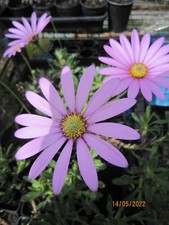 Osteospermum jucundum Compactum Hardy perennial 2 x 1 litre Pot Plants
