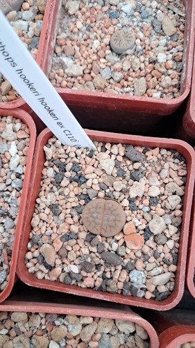 Lithops hookeri c110 - lithops,