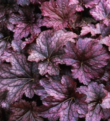 Heuchera palace purple - heuchera, purple’