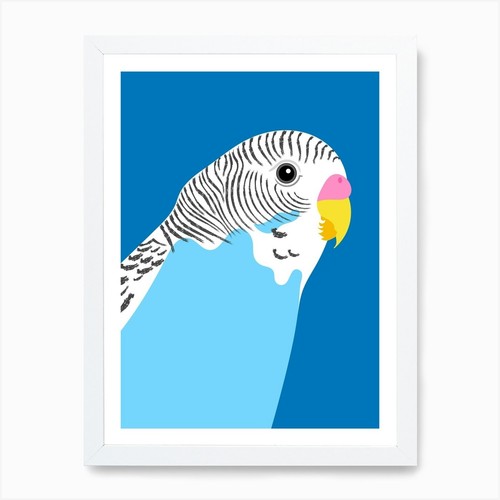 Blue budgie art print framed - art,