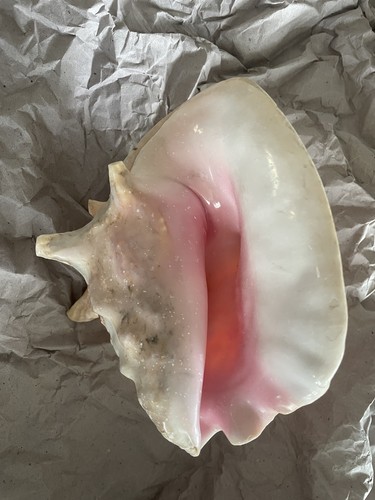 Vintage queen conch shell - queen,