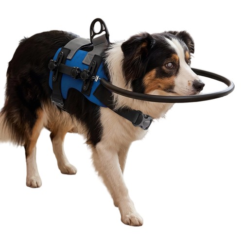 Blind pet protective - blind,