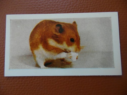 Trade card 1960 horniman s - card, :