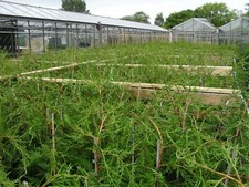 40 x 4 ft Large leylandii evergreen hedging 5lt pot-COLLECTION = SEE DETAILS