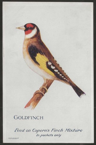 Capern cage birds 1926 - capern-cage,