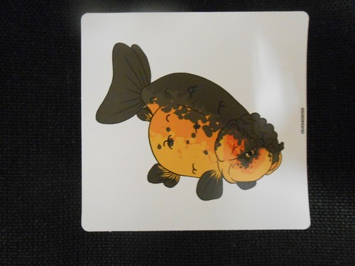 Lionhead ranchu fancy - lionhead, /