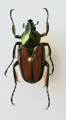 Phaedimus howdeni flower - phaedimus,